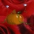 :iconfuutenpumkynnz: