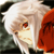 :iconfuwen: