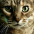 :iconfuzzy-cat: