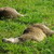:iconfuzzy-wuzzy-bear: