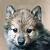 :iconfuzzy-wuzzy-wolf: