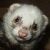 :iconfuzzyfurret: