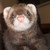 :iconfuzzykittykitty: