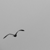 :iconfuzzyrainbowbunnies: