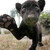:iconfyrephase: