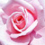 :icong-a-b-e-e: