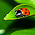 :iconga-graffart: