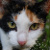 :icongaaragirl667: