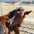 :icongaarahorses4ever: