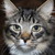 :icongaaralover492: