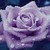 :icongabirose14:
