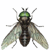 :icongabrielgadfly: