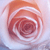 :icongabrielle1987: