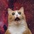 :icongabriellexdelacour: