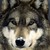 :icongabrielwilde: