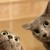 :icongaby-fernandez: