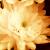 :icongaheek4139: