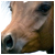 :icongala126: