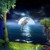 :icongalacticdolphin:
