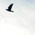 :icongalazios-fotera:
