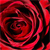 :icongalb-alshmal: