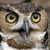 :icongalfrich154: