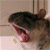 :icongaligaille:
