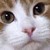 :icongalinkae: