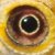 :icongallimimus-gecko-eel: