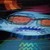 :icongambittrip: