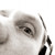 :icongame-flea: