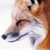 :icongamerfox: