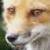:icongamerfox5: