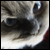 :icongammabot: