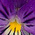 :icongangway4violets: