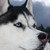 :iconganon62: