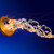 Ganymede-Ross :iconganymede-ross: