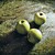 :icongardan250: