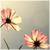 :icongardencosmos: