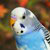 :icongardengirl3: