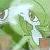 :iconGardsu: