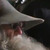 :icongargooletz: