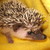 :icongargoylegardens: