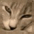 :icongarimon: