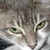 :icongarpm: