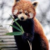 :icongarridos: