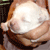 :icongarrif: