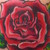 :icongart55: