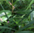 gastondrive :icongastondrive: