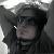 :icongattusparrow:
